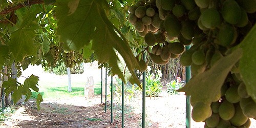 Ecological agriculture