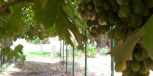 Agricultura ecològica