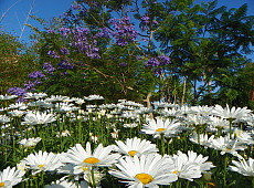 SOSTRE_PARQUE_AMB_FLORS_GENERAL_JUNY_2014_048