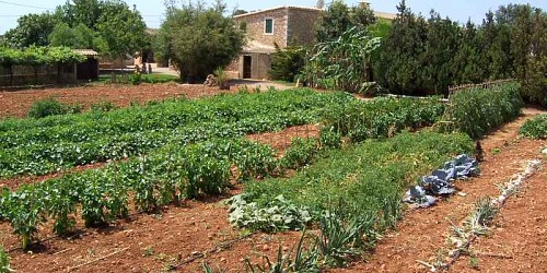 Vegetable garden